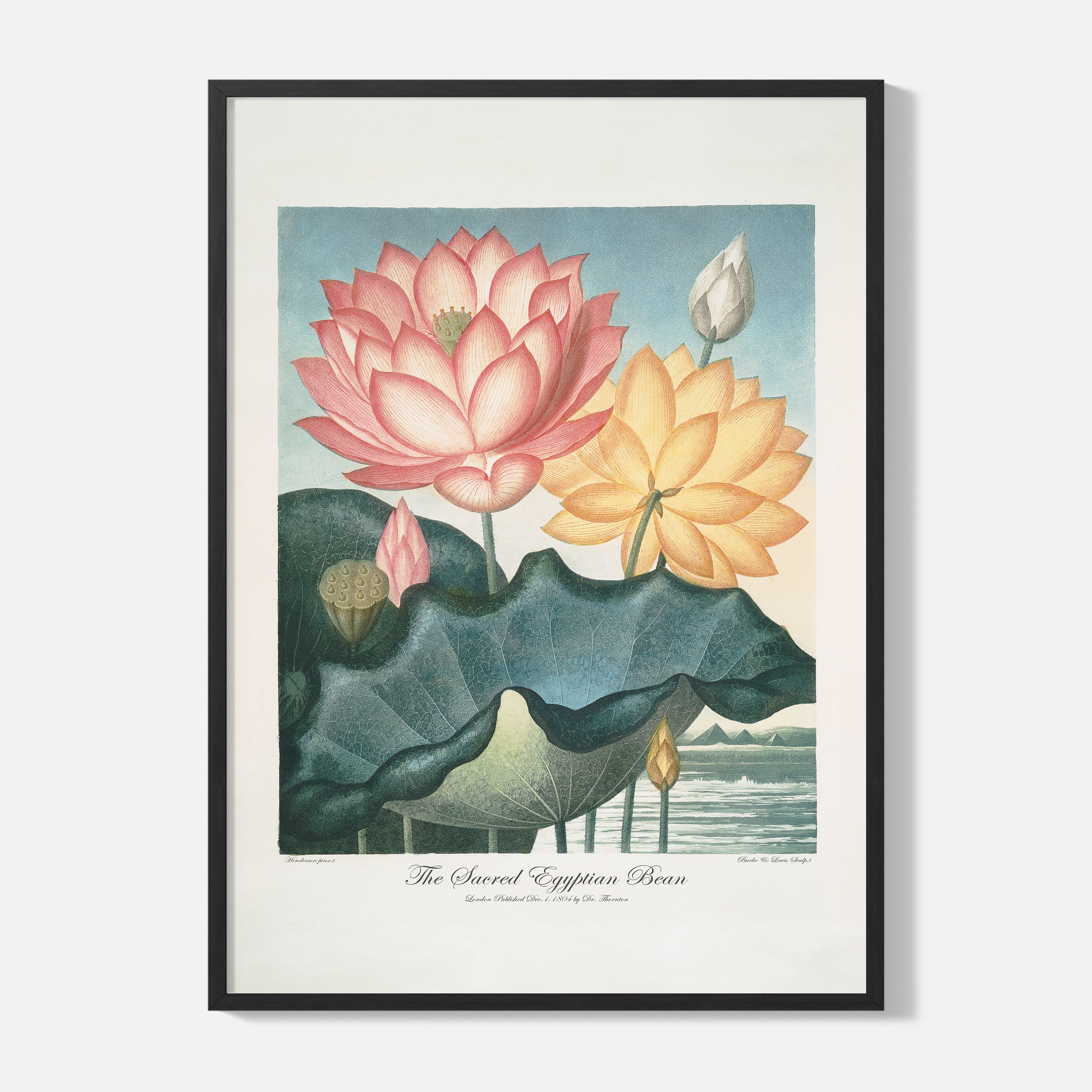 Sacred Egyptian Bean Poster - Framed