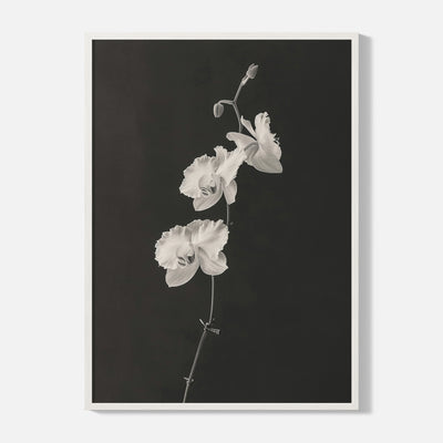 Orchid Print - Black and White - Framed