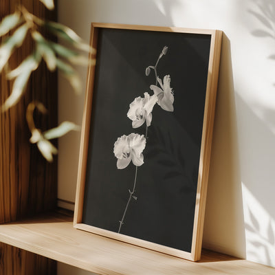 Orchid Print - Black and White - Framed Room