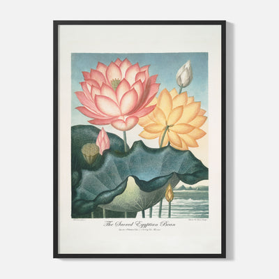 Sacred Egyptian Bean Poster - Framed