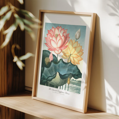 Sacred Egyptian Bean Poster - Framed - Room