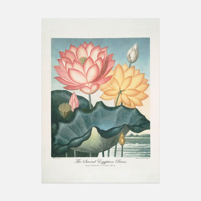 Robert John Thornton - The Sacred Egyptian Bean